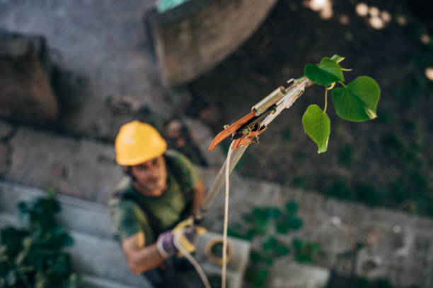 Trusted Carefree, AZ Tree Removal and Landscaping Services Experts